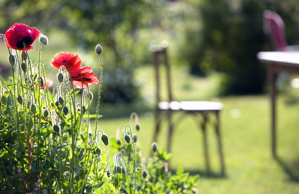 Un jardin vert en 5 étapes faciles