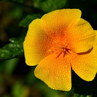 Pavot de Californie - Eschscholzia californica