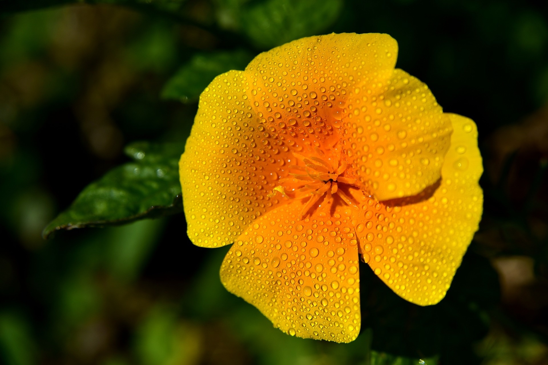 Pavot de Californie - Eschscholzia californica - Gazondirect.fr