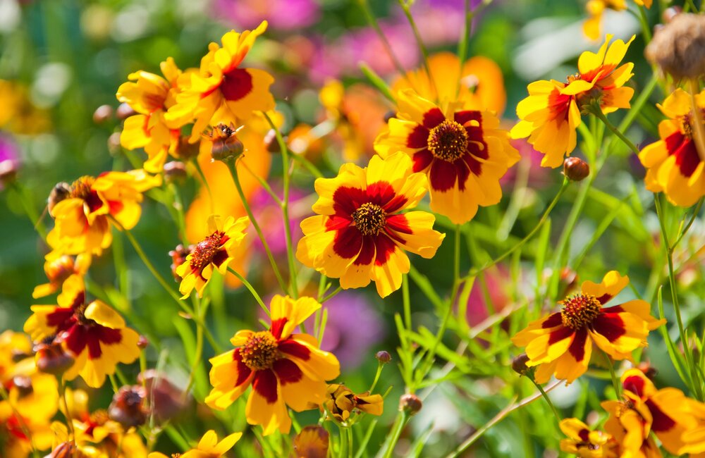 Coréopside à grandes fleurs - Coreopsis grandiflora