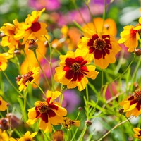 Coréopside à grandes fleurs - Coreopsis grandiflora