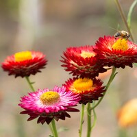 Immortelle à bractées - Helichrysum bracteatum