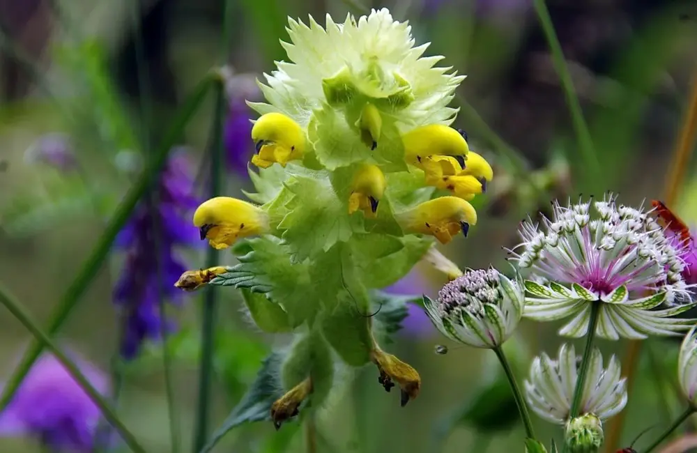 Les Rhinanthes - Rhinanthus