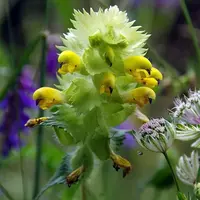 Les Rhinanthes - Rhinanthus