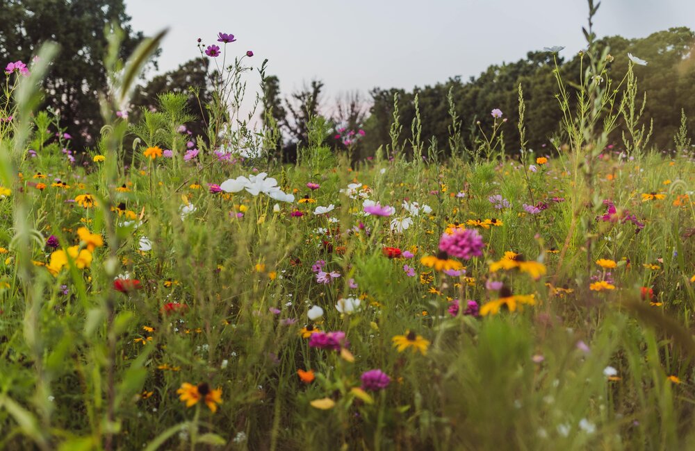 Fleurs des champs : 20 beautés pour le jardin
