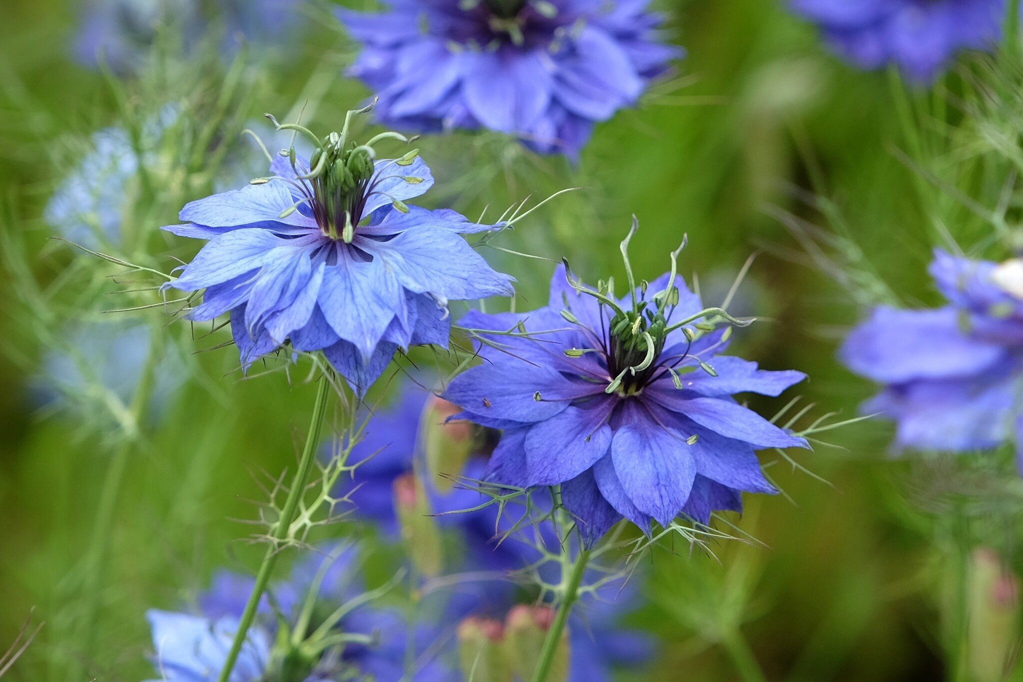 nigelle de damas