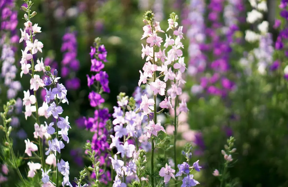 Pieds d'alouette - Delphinium
