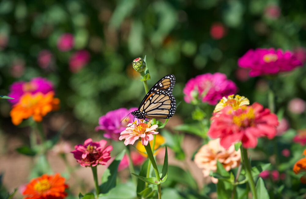 Conseils pour attirer plus de papillons dans votre jardin