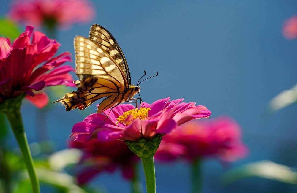 Quelles plantes puis-je utiliser pour attirer les papillons dans mon jardin ?