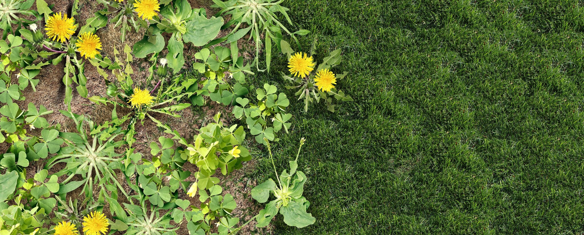Élimination des mauvaises herbes en mai