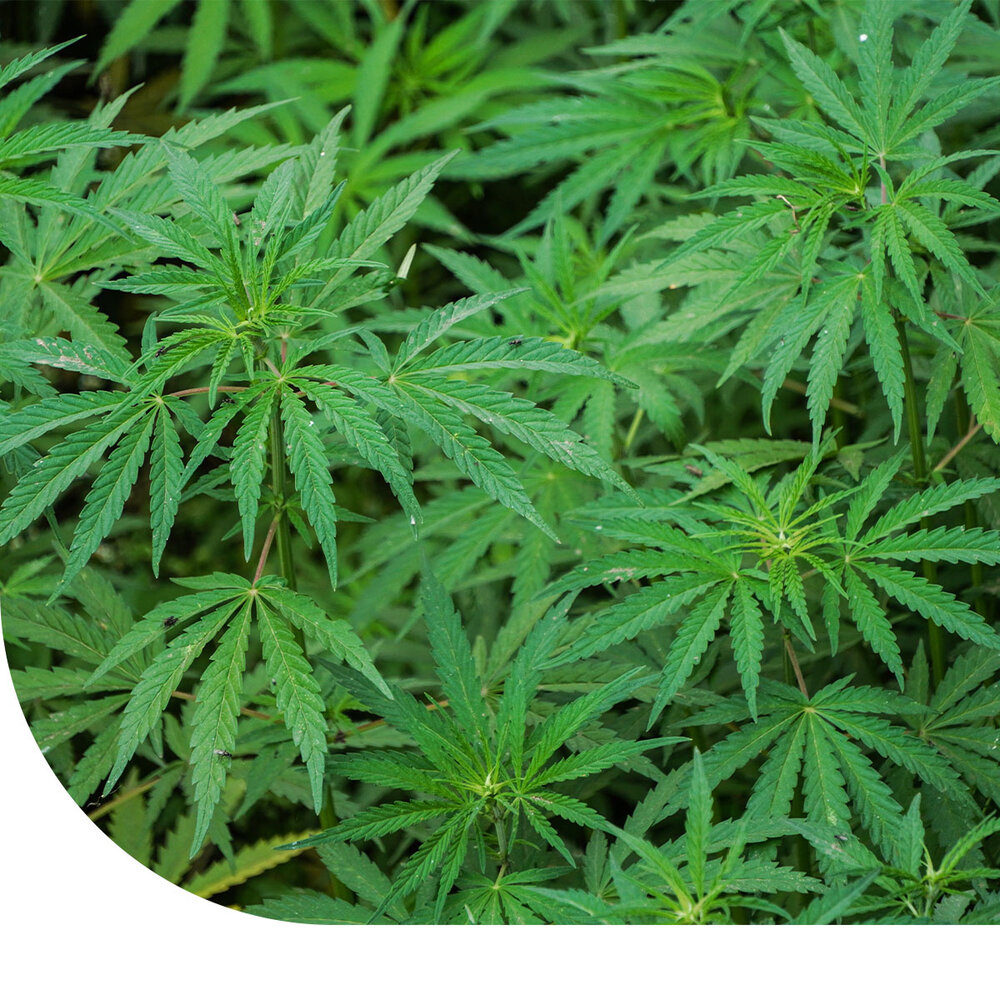 Fibre de chanvre - Cannabis sativa L. Fibre de chanvre - Cannabis sativa L.