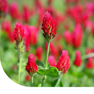 MRS Seeds & Mixtures Trèfle Incarnat - Trifolium incarnatum