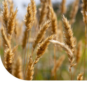 MRS Seeds & Mixtures Flouve odorante - Anthoxanthum odoratum