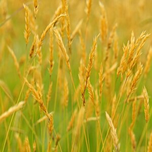 MRS Seeds & Mixtures Flouve odorante - Anthoxanthum odoratum