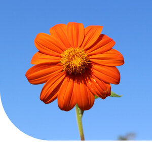 MRS Seeds & Mixtures Tournesol Mexicain - Tithonia speciosa