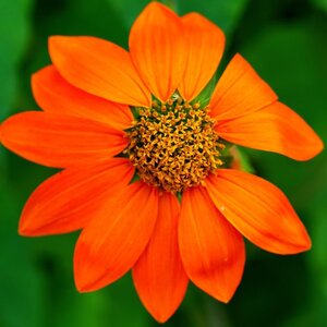 MRS Seeds & Mixtures Tournesol Mexicain - Tithonia speciosa
