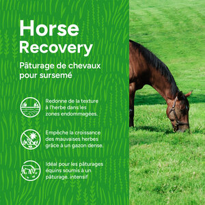 MRS Seeds & Mixtures Horse - Recovery mix | Pâturage de chevaux pour sursemé