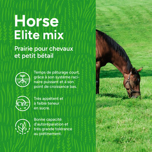 MRS Seeds & Mixtures Horse - Elite mix | Prairie pour chevaux et petit bétail