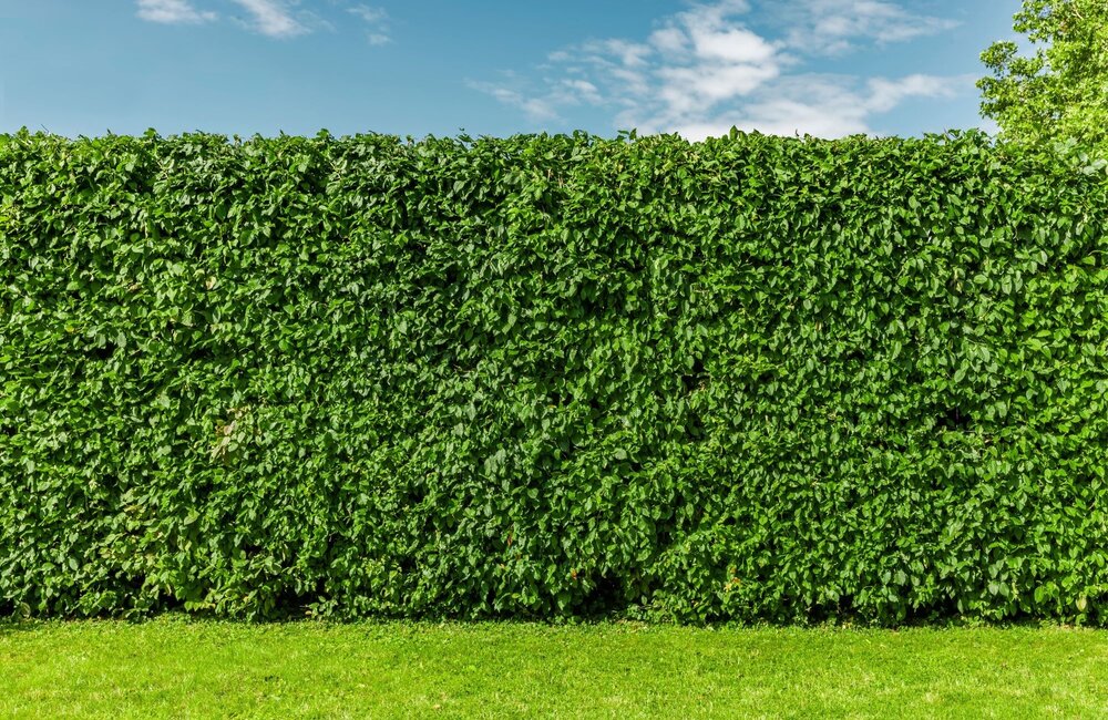 Fertiliser une haie de hêtres : nos conseils !