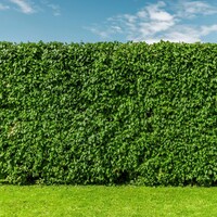 Fertiliser une haie de hêtres : nos conseils !