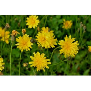 MRS Seeds & Mixtures Liondent d’automne – Scorzoneroides autumnalis