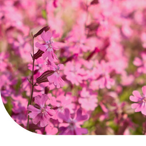 MRS Seeds & Mixtures Compagnon rouge – Silene dioica