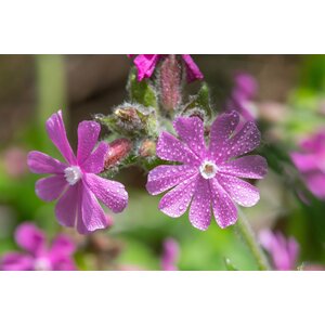 MRS Seeds & Mixtures Compagnon rouge – Silene dioica