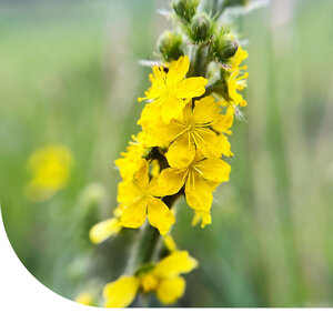 MRS Seeds & Mixtures Aigremoine eupatoire – Agrimonia eupatoria