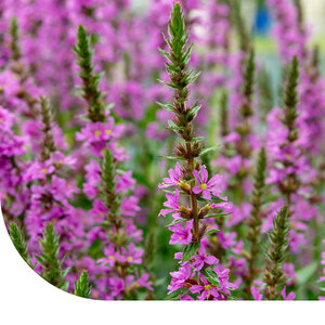 MRS Seeds & Mixtures Salicaire commune – Lythrum salicaria
