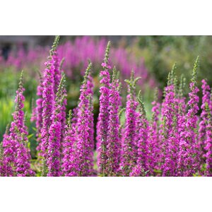 MRS Seeds & Mixtures Salicaire commune – Lythrum salicaria