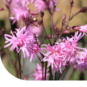 MRS Seeds & Mixtures Lychnis fleur de coucou – Silene flos-cuculi