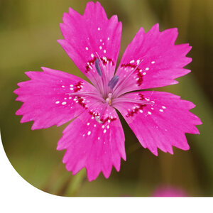 MRS Seeds & Mixtures Œillet à delta – Dianthus deltoides