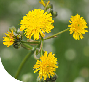 MRS Seeds & Mixtures Piloselle – Hieracium pilosella