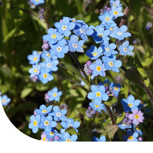 MRS Seeds & Mixtures Myosotis des champs – Myosotis arvensis