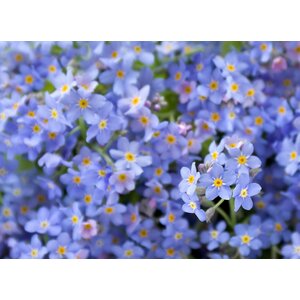 MRS Seeds & Mixtures Myosotis des champs – Myosotis arvensis