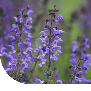 MRS Seeds & Mixtures Sauge des prés - Salvia pratensis