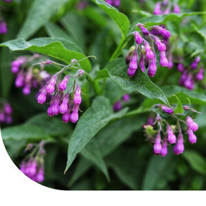 MRS Seeds & Mixtures Consoude officinale – Symphytum officinale