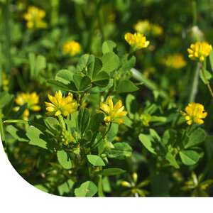 MRS Seeds & Mixtures Trèfle douteux - Trifolium dubium