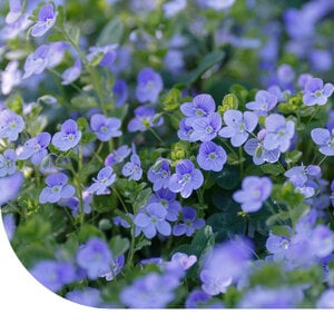 MRS Seeds & Mixtures Véronique petit-chêne - Veronica chamaedrys