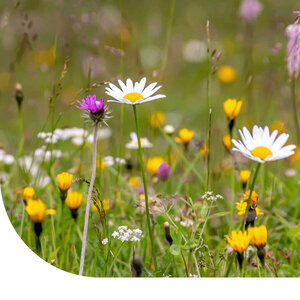 MRS Seeds & Mixtures Type M5 - Mélange pelouse fleurie - riche en nectar