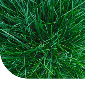 MRS Seeds & Mixtures Fétuque rouge fine