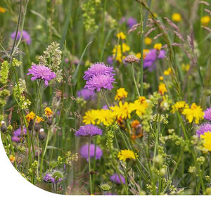 MRS Seeds & Mixtures Type M4 - Mélange de fleurs de prairie basse