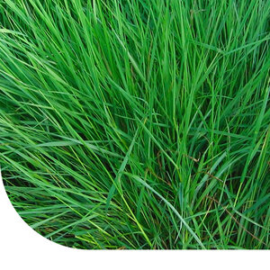 MRS Seeds & Mixtures Herbe rampante commune