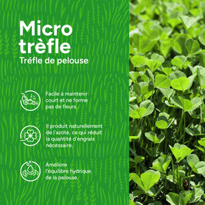 MRS Seeds & Mixtures Micro Trèfle - Trèfle de Pelouse