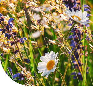 MRS Seeds & Mixtures Type DT3 - Digues et talus floraux MRS Seeds & Mixtures Type DT3 - Digues et talus floraux