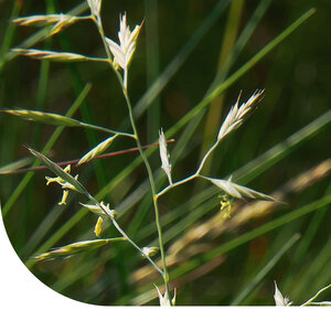MRS Seeds & Mixtures Fétuque durette - Festuca Brevipila