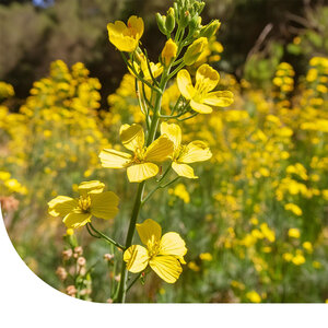 MRS Seeds & Mixtures Moutarde d'Abyssinie
