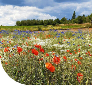 MRS Seeds & Mixtures Type A6 - Mélange de fleurs des champs