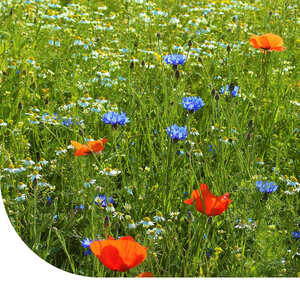 MRS Seeds & Mixtures Mélange de fleurs de champs sauvages - 6 espèces