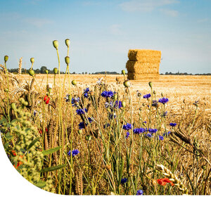 MRS Seeds & Mixtures Mélange de fleurs de champs sauvages - 10 espèces